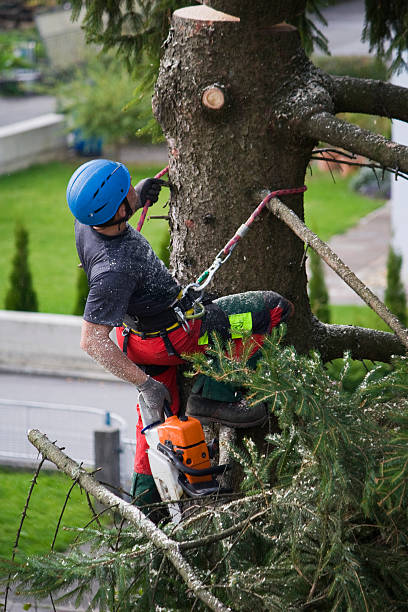 Best Tree Removal  in USA